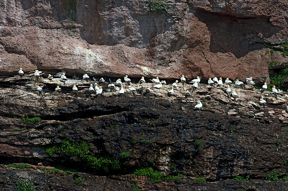 Morus bassanus  NORTHERN GANNET 9034773z