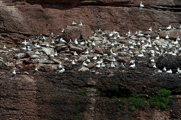 Morus bassanus  NORTHERN GANNET 9034769z
