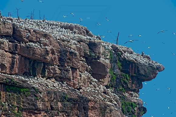 Morus bassanus  NORTHERN GANNET 9034776z