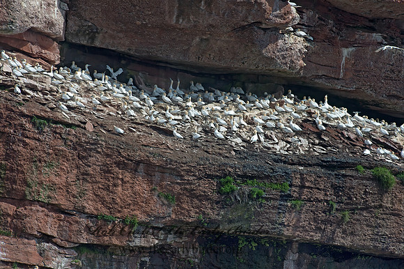 Morus bassanus  NORTHERN GANNET 9034775z