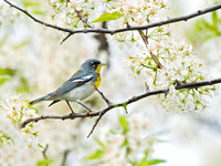 Setophaga americana NORTHERN PARULA 6004539z
