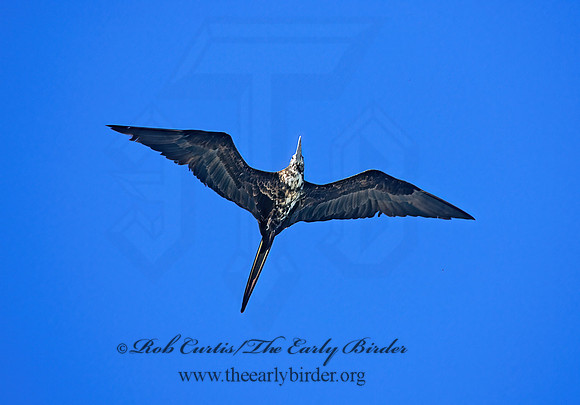 Fregata magnificens  MAGNIFICENT FRIGATEBIRD 271324z
