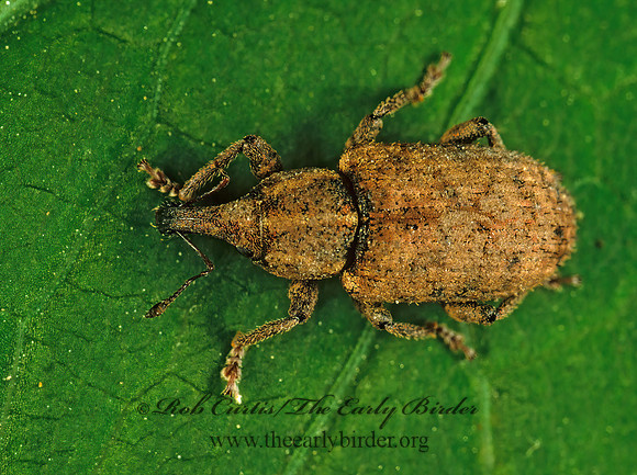 Listronotus 1110130 z