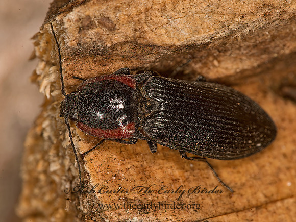 Selatosomus edwardsi  PROSTERNINI CLICK BEETLE 9058239z