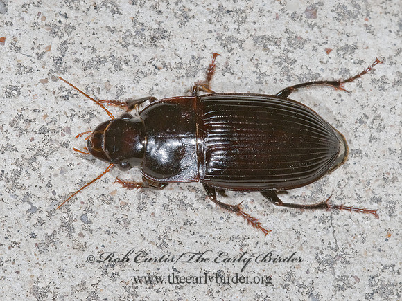Harpalus (Megapangus) 6024309z
