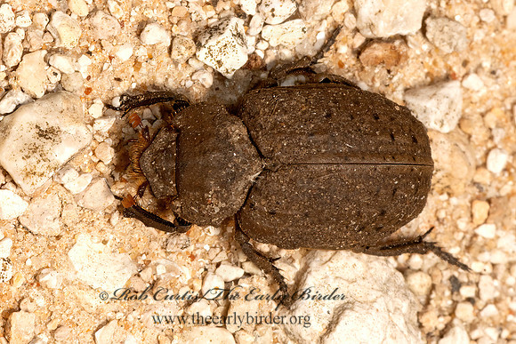Omorgus fuliginosus  HIDE BEETLE  13032054z