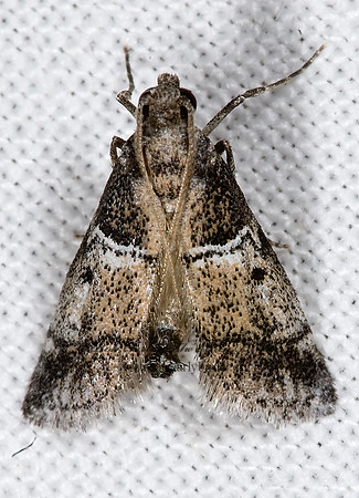 Alpheioides parvulalis GALERIINAE PYRALID MOTH 6024822z
