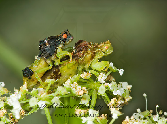 Phymata 5013059z