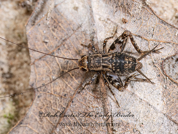 Allonemobius maculatus SPOTTED GROUND CRICKET 9089996z