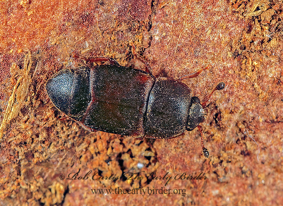 Carpophilus lugubris 1111603z