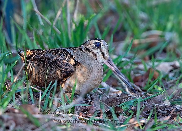 Scolopax minor  AMERICAN WOODCOCK 9028227z