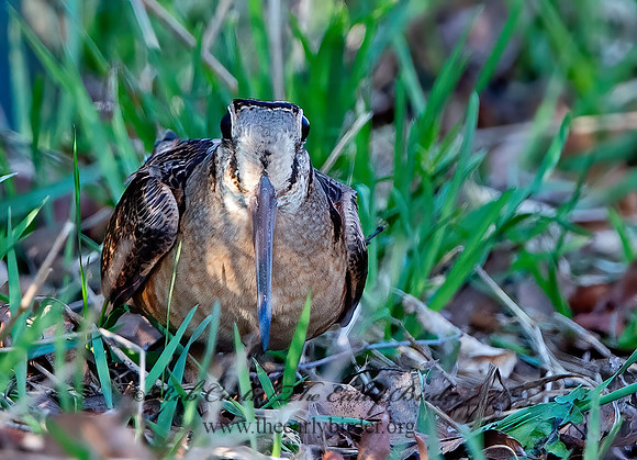Scolopax minor  AMERICAN WOODCOCK 9028225z