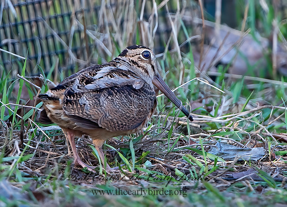 Scolopax minor  AMERICAN WOODCOCK 9028230z