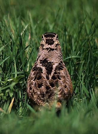 Scolopax minor  AMERICAN WOODCOCK 38126z