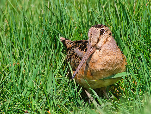 Scolopax minor  AMERICAN WOODCOCK 38122-1z