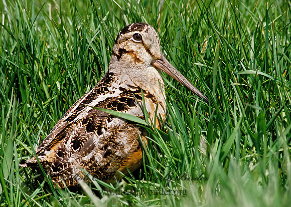 Scolopax minor  AMERICAN WOODCOCK 38122z