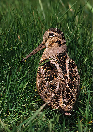 Scolopax minor  AMERICAN WOODCOCK 38120z