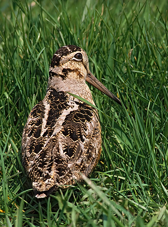 Scolopax minor  AMERICAN WOODCOCK 38117z