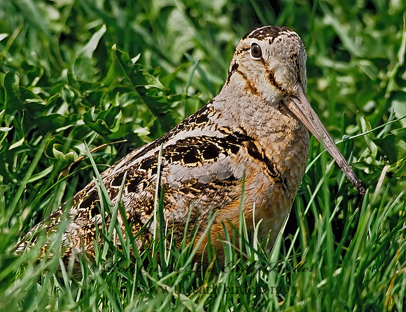 Scolopax minor  AMERICAN WOODCOCK 38112z