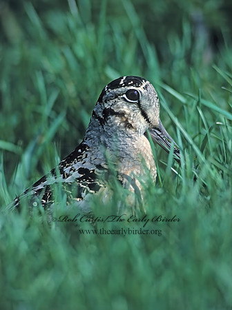 Scolopax minor  AMERICAN WOODCOCK 38031z