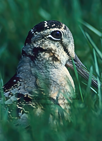 Scolopax minor  AMERICAN WOODCOCK 38026z