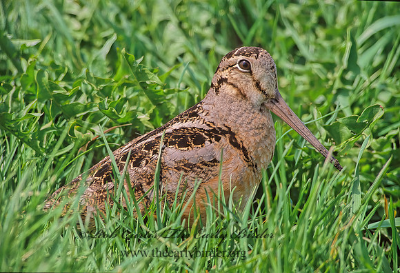 Scolopax minor  AMERICAN WOODCOCK 38110z