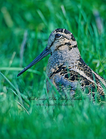 Scolopax minor  AMERICAN WOODCOCK 28037z