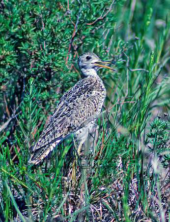 Bartramia longicauda  UPLAND SANDPIPER 30326-1z