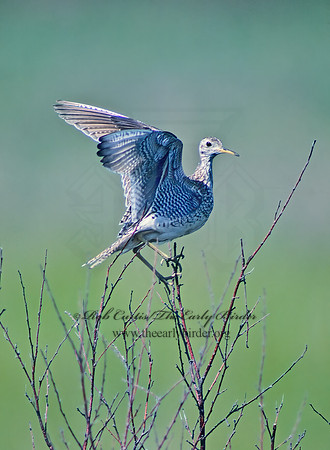 Bartramia longicauda  UPLAND SANDPIPER 30334z