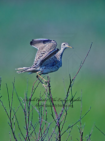 Bartramia longicauda  UPLAND SANDPIPER 30335z