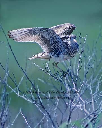 Bartramia longicauda  UPLAND SANDPIPER 30319z