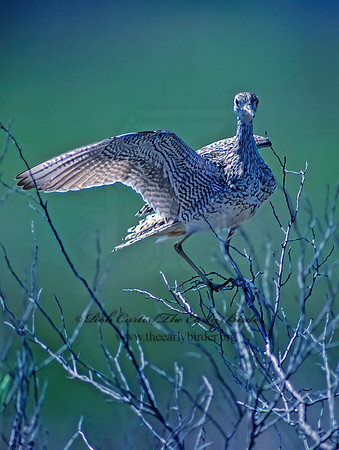 Bartramia longicauda  UPLAND SANDPIPER 30317z