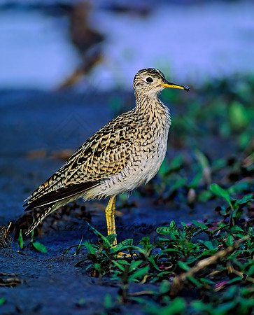 Bartramia longicauda  UPLAND SANDPIPER 48513z