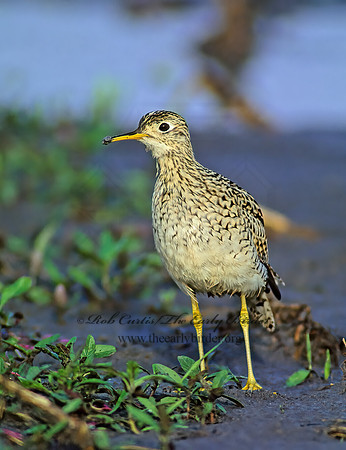 Bartramia longicauda  UPLAND SANDPIPER 48512z