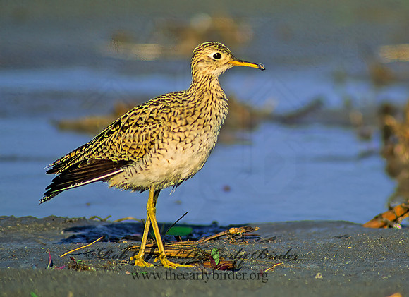Bartramia longicauda  UPLAND SANDPIPER 48510z