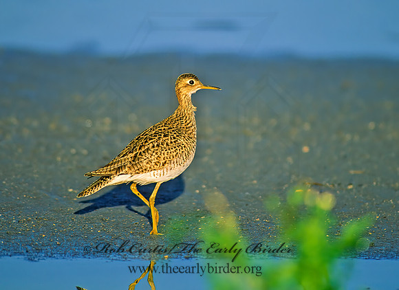 Bartramia longicauda  UPLAND SANDPIPER 48428z