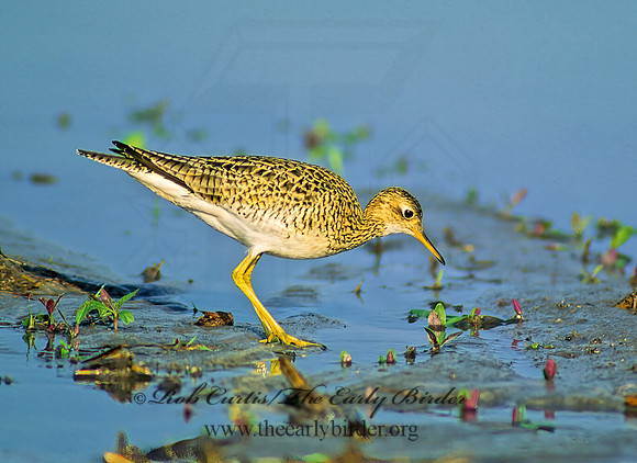 Bartramia longicauda  UPLAND SANDPIPER 48509z