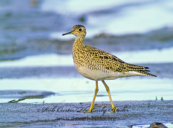 Bartramia longicauda  UPLAND SANDPIPER 48518z