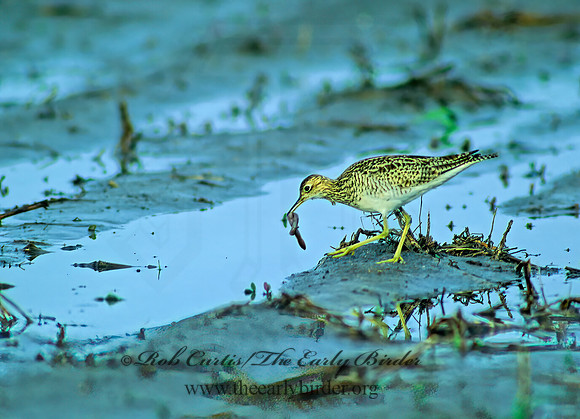 Bartramia longicauda  UPLAND SANDPIPER 48505z