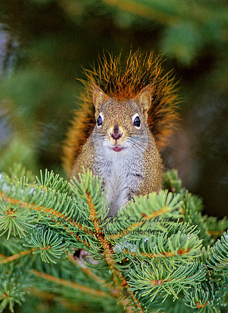 Tamiasciurus hudsonicus  AMERICAN RED SQUIRREL  161633 z