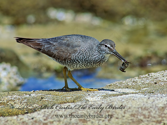 Tringa incana  WANDERING TATTLER 107633z