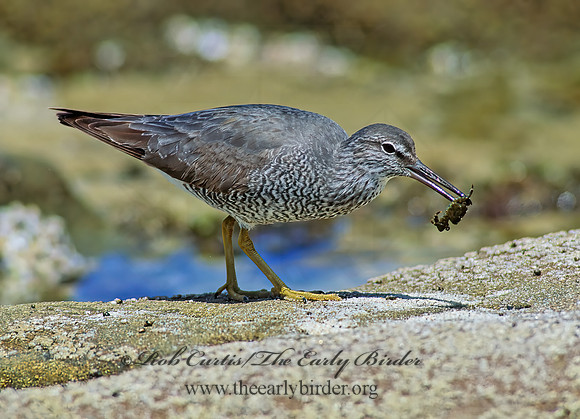 Tringa incana  WANDERING TATTLER 107634z