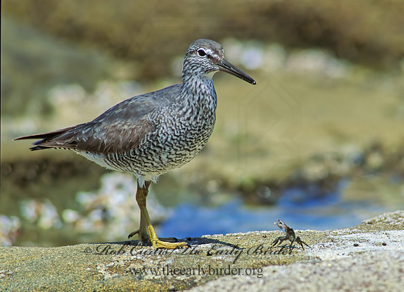 Tringa incana  WANDERING TATTLER 107623z
