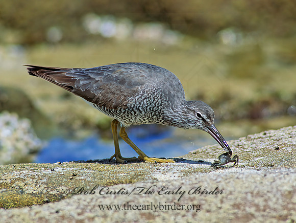 Tringa incana  WANDERING TATTLER 107632z