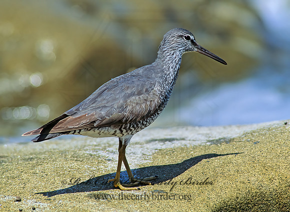 Tringa incana  WANDERING TATTLER 107607z
