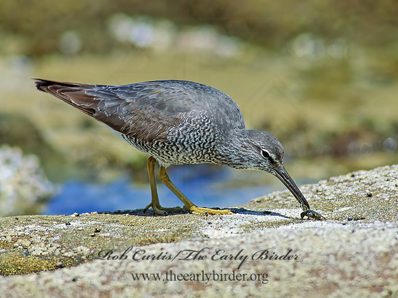 Tringa incana  WANDERING TATTLER 107635z