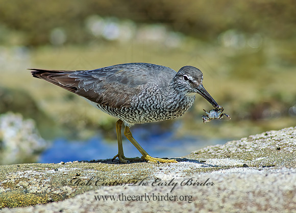 Tringa incana  WANDERING TATTLER 107636z