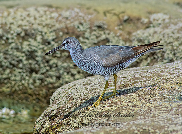Tringa incana  WANDERING TATTLER 107701z