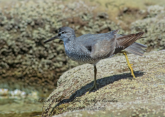Tringa incana  WANDERING TATTLER 107703z