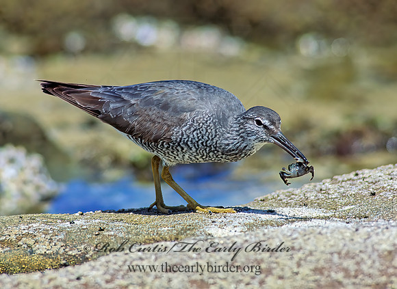 Tringa incana  WANDERING TATTLER 107731z